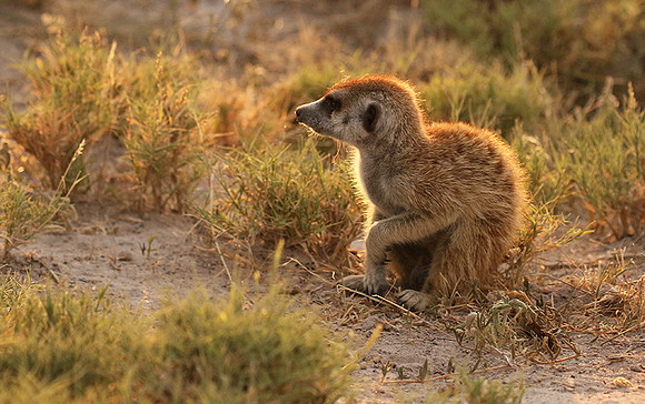 Makgadikgadi