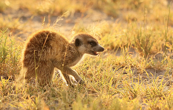 Makgadikgadi