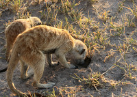 Makgadikgadi