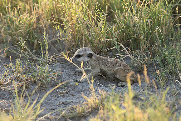 Makgadikgadi