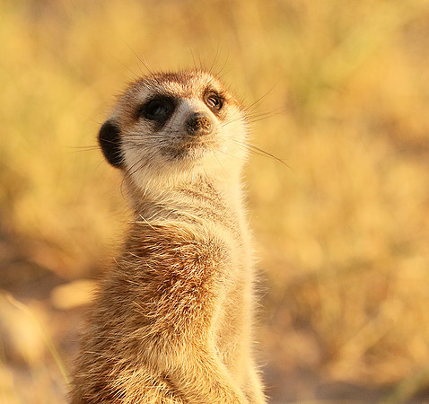 Makgadikgadi
