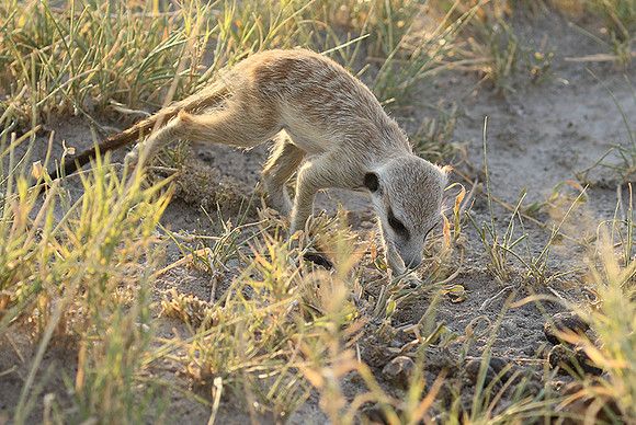 Makgadikgadi