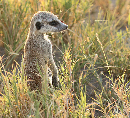 Makgadikgadi