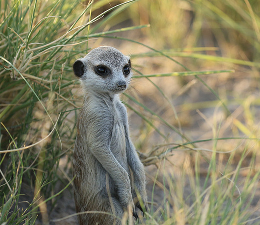 Makgadikgadi