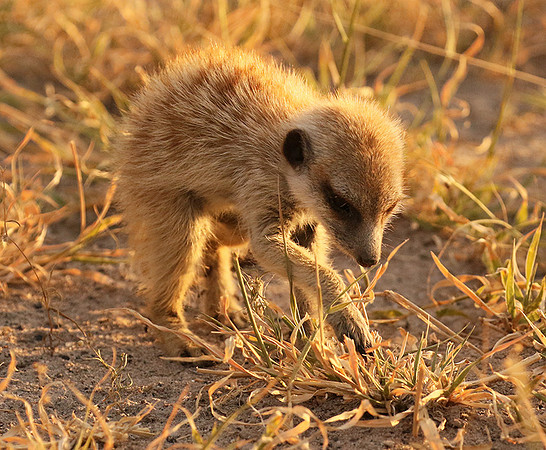Makgadikgadi