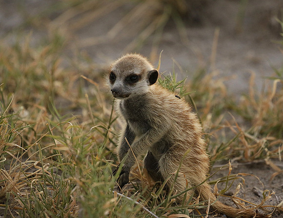 Makgadikgadi