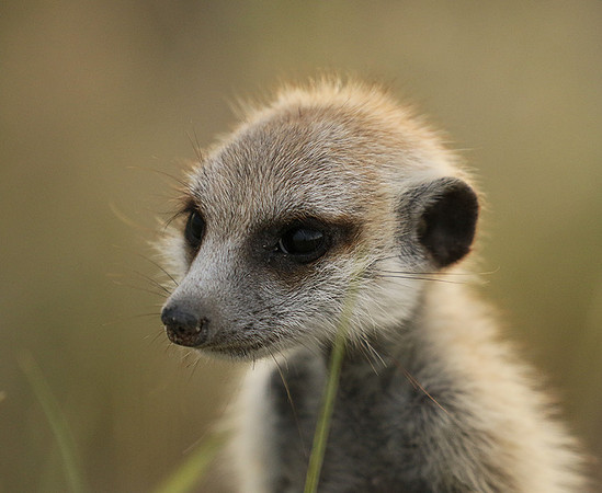 Makgadikgadi