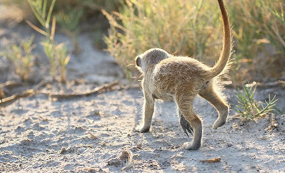 Makgadikgadi