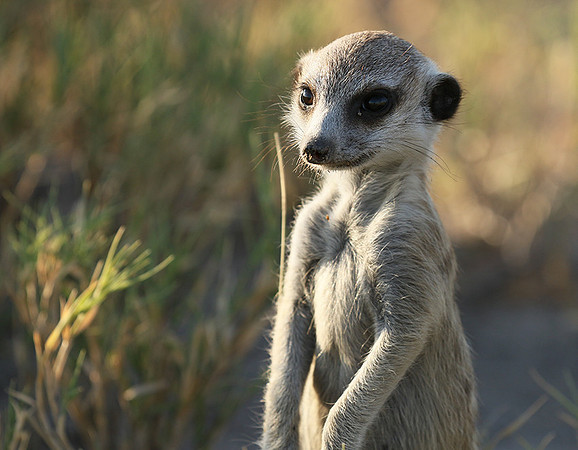 Makgadikgadi