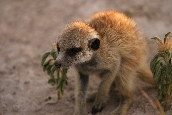 Makgadikgadi