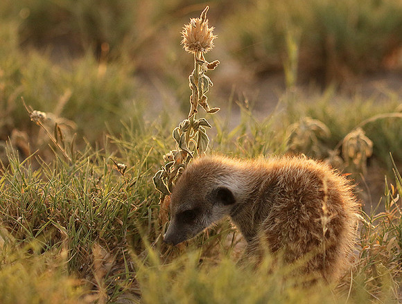 Makgadikgadi