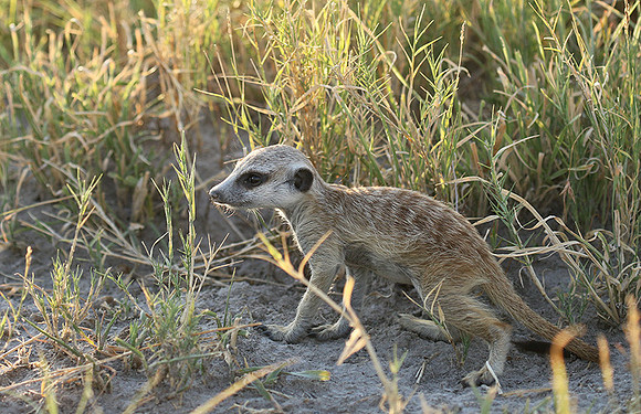 Makgadikgadi