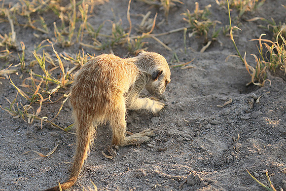Makgadikgadi