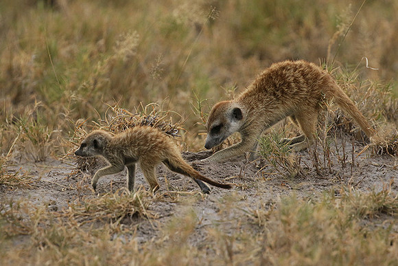 Makgadikgadi