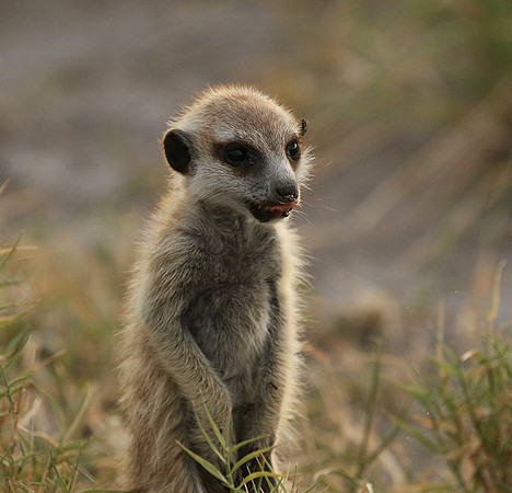 Makgadikgadi