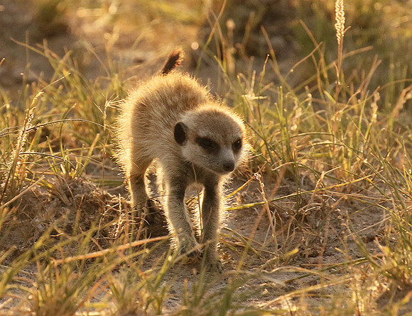Makgadikgadi