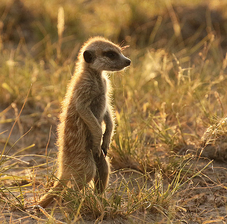Makgadikgadi