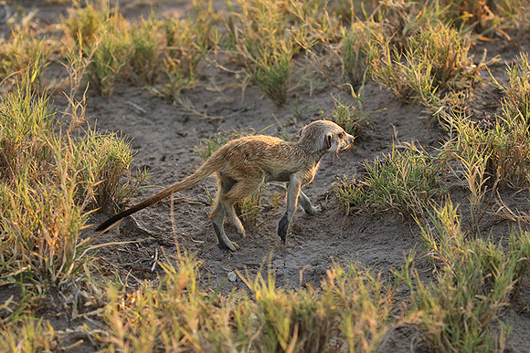 Makgadikgadi