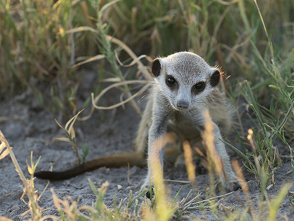 Makgadikgadi