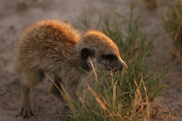 Makgadikgadi