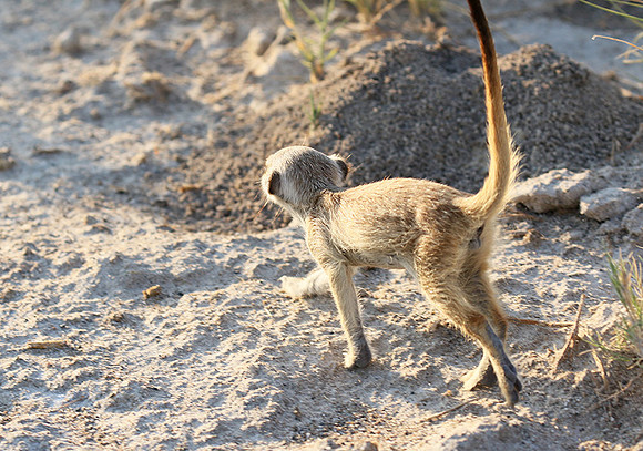 Makgadikgadi
