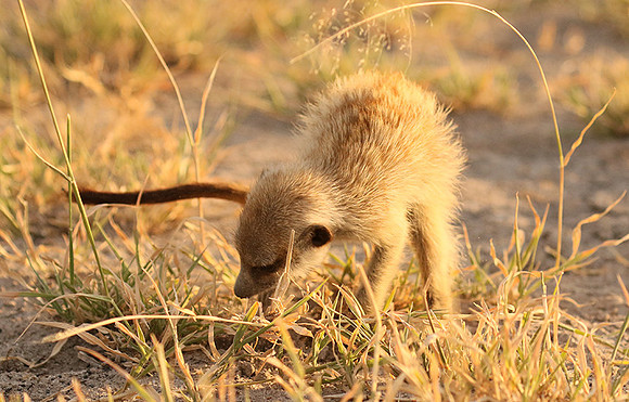 Makgadikgadi