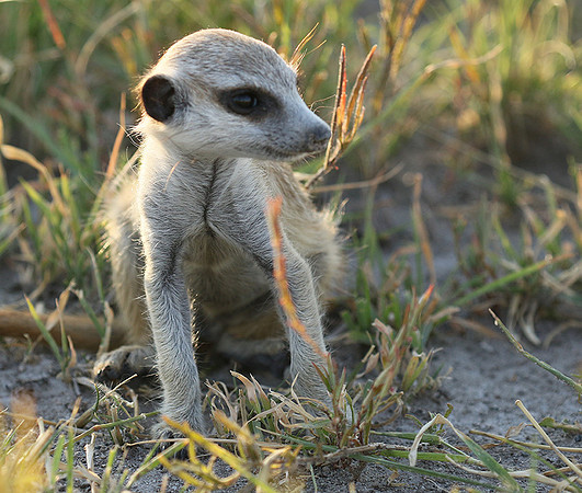 Makgadikgadi