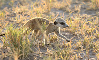Makgadikgadi