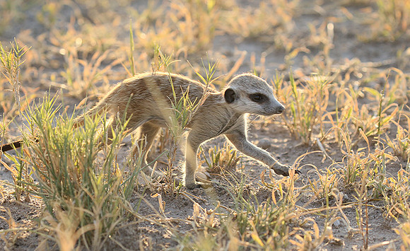 Makgadikgadi