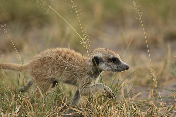 Makgadikgadi
