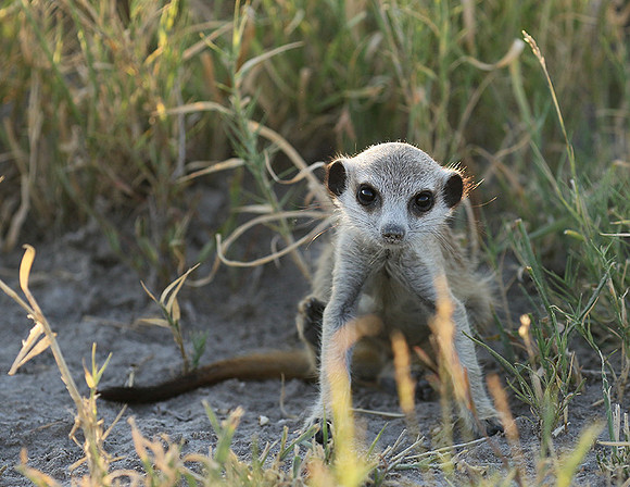 Makgadikgadi