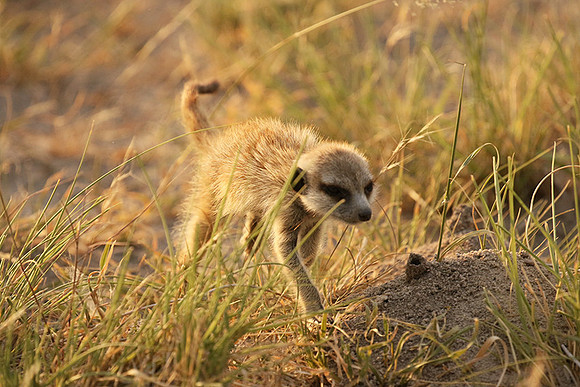 Makgadikgadi
