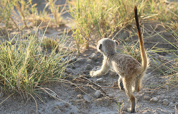Makgadikgadi