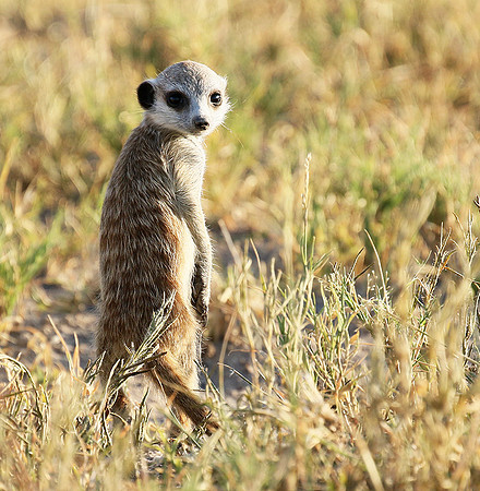 Makgadikgadi