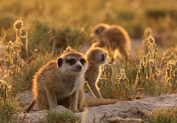 Makgadikgadi