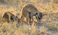 Makgadikgadi