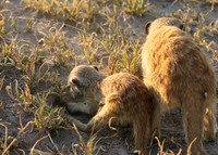 Makgadikgadi
