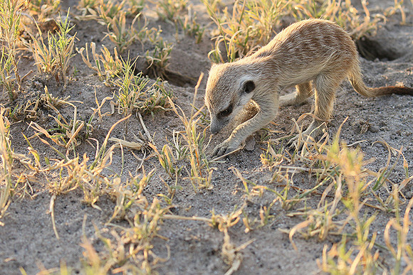 Makgadikgadi