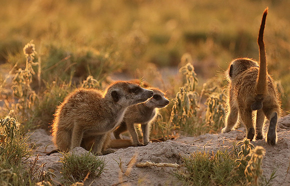 Makgadikgadi