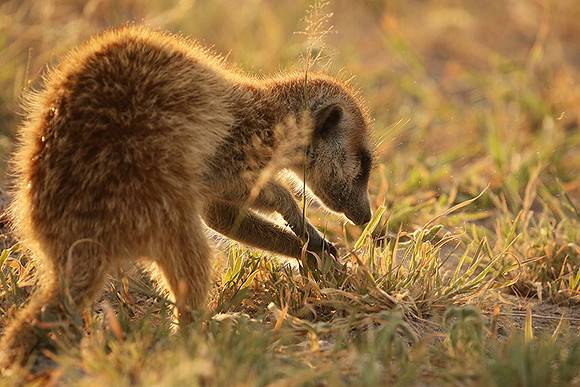 Makgadikgadi