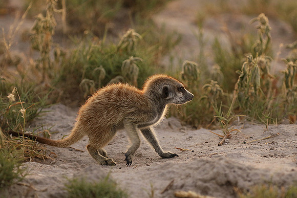 Makgadikgadi