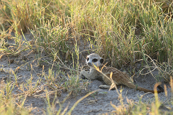 Makgadikgadi