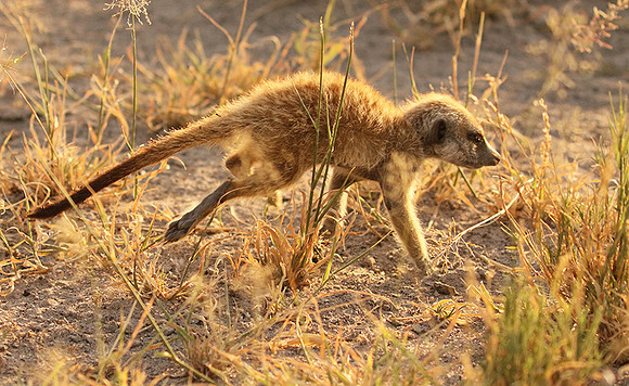 Makgadikgadi