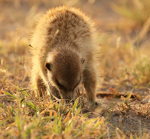 Makgadikgadi
