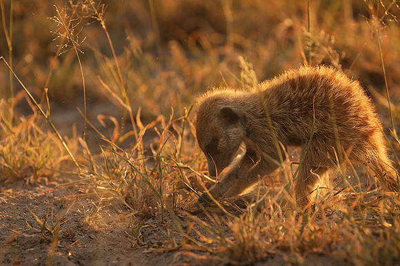 Makgadikgadi