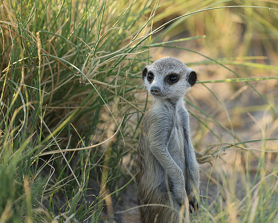 Makgadikgadi
