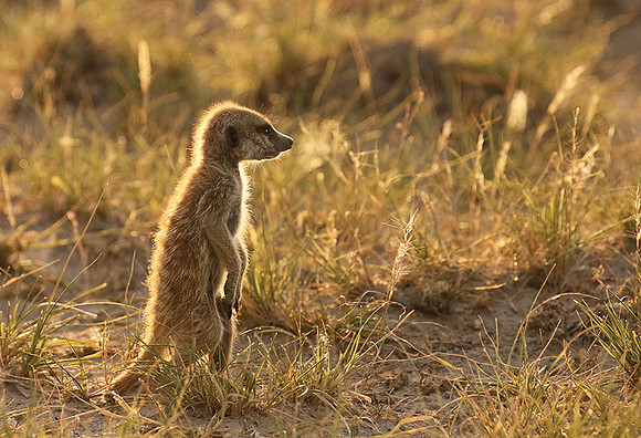 Makgadikgadi