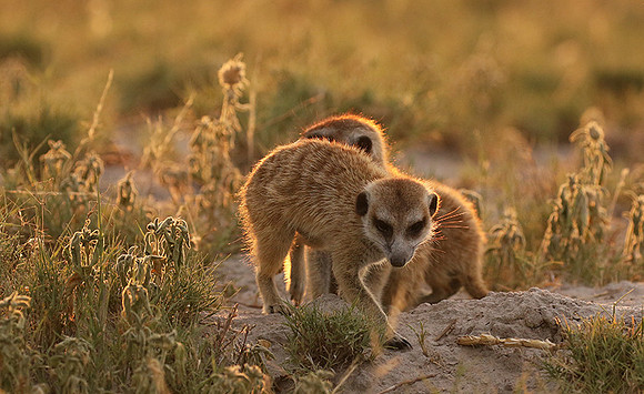 Makgadikgadi