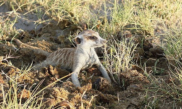 Makgadikgadi