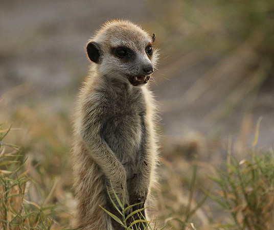 Makgadikgadi